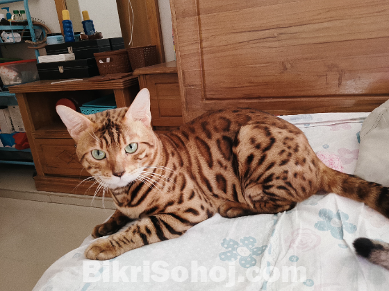 Bengal Brown [Adult]